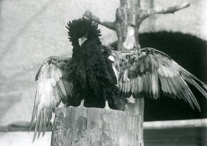 A Bateleur Eagle Stands on a Tree Stump and Spreads Its Wings, London Zoo, 1925 by Frederick William Bond