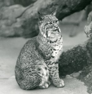 A Bay Lynx or Bobcat sitting up at London Zoo by Frederick William Bond