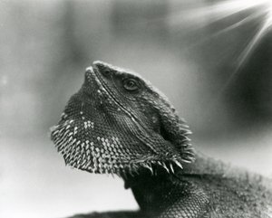 A Bearded Lizard looking up at London Zoo in 1930