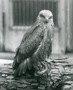 A Black Kite resting on a log, London Zoo, August 1926 by Frederick William Bond