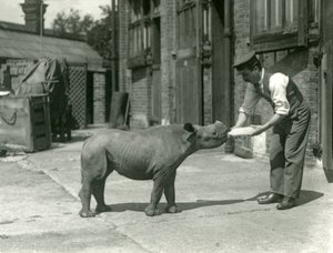 A Black Rhinoceros Calf Being Bottle Fed by Its Keeper, London Zoo, September 1928
