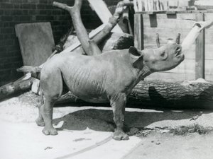 A Black Rhinoceros calf being bottle fed by its keeper, London Zoo, September 1928