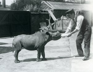 A Black Rhinoceros calf being bottle fed by its keeper, London Zoo, September 1928