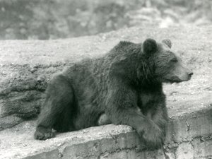 A Brown Bear resting on a ledge at London Zoo