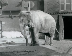 A Burmese Elephant standing outside the Elephant House at London Zoo in 1929 by Frederick William Bond
