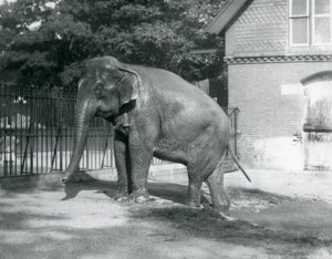 A Burmese Elephant Stepping Out of a Pool in Its Enclosure, London Zoo by Frederick William Bond