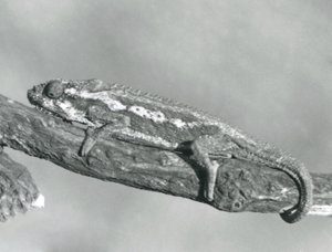 A Cape Dwarf Chameleon Holding on to a Branch, London Zoo (1927)