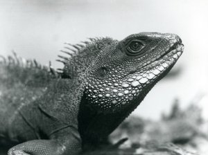 A Chinese/Asian/Thai/Green Water Dragon at London Zoo in August 1928