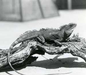 A Chinese/Asian/Thai/Green Water Dragon Resting on a Log at London Zoo in 1928