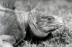 A Clouded Rock Iguana Methuselah, Wearing a Collar, Walking on a Lawn at London Zoo, July 1924