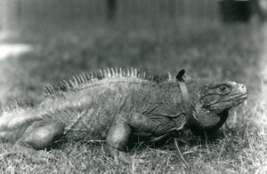 A Clouded Rock Iguana, wearing a collar, walking on a lawn at London Zoo, July 1924