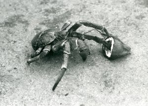 A Coconut Crab Feeding on Coconut, London Zoo, July 1927