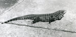 A Common Gold Golden Black Columbian Tegu or Tiger Lizard at London Zoo in August 1926