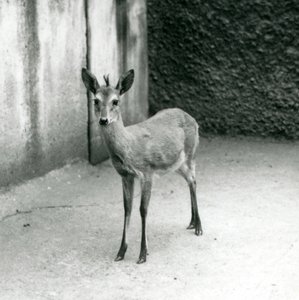 A Crowned Sahel West African Bush Duiker at London Zoo in August 1927