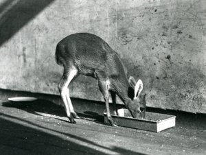 A Duiker feeding from a tray on the ground, London Zoo, July 1925