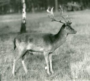 A Fallow Deer Buck at London Zoo in October 1924