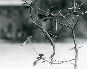 A Giant Stick Insect Camouflaged on a Twig at London Zoo in 1923
