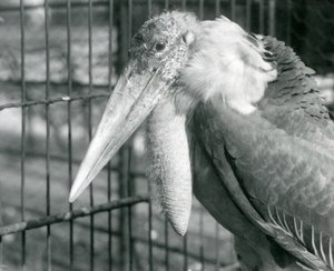A Greater Adjutant Stork at London Zoo in July 1925 by Frederick William Bond