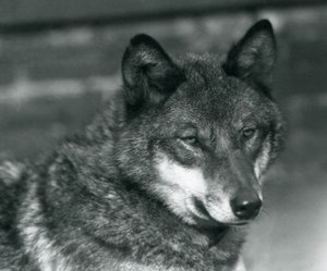 A Grey Wolf at London Zoo, 1925 by Frederick William Bond