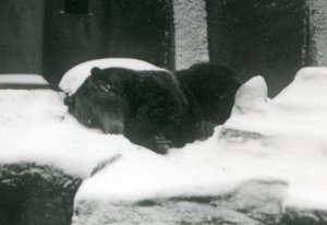 A Grizzly Bear Asleep in the Snow, London Zoo, 1924 by Frederick William Bond