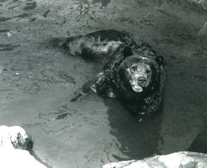 A Grizzly Bear bathing in its pool at London Zoo, 1924