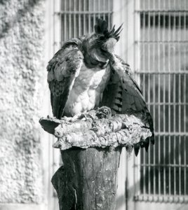 A Harpy Eagle at London Zoo, April 1914 by Frederick William Bond