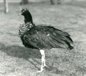 A Horned Screamer Standing on Grass at London Zoo by Frederick William Bond