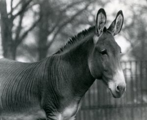 A Hybrid Zebra at London Zoo in July 1924