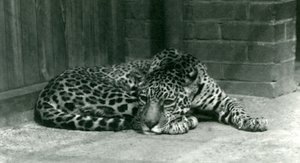 A Jaguar resting at London Zoo in June 1924 by Frederick William Bond
