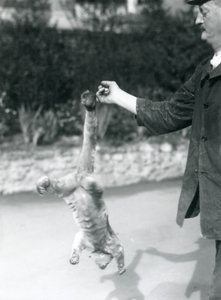 Kinkajou Suspended Upside Down, from a Keeper
