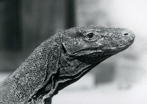 A Komodo Dragon at London Zoo in August 1928