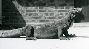 A Komodo Dragon at London Zoo in August 1928