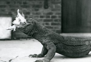 A Komodo Dragon eating a chicken at London Zoo August 1928