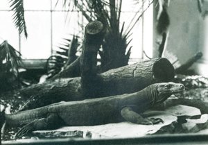 A Komodo Dragon in the Reptile House at London Zoo in August 1928