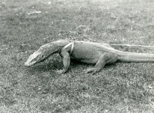 A Komodo Dragon out for a walk on a lawn, wearing a harness and leash