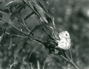 A Land Hermit Crab climbing on a small branch, London Zoo