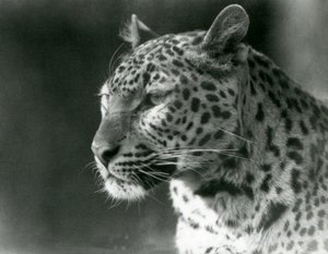 A Leopard at London Zoo in 1930 by Frederick William Bond