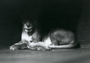 A Lion cub lying down with its mother in the shadow of the rear of their enclosure, London Zoo, October 1925 by Frederick William Bond