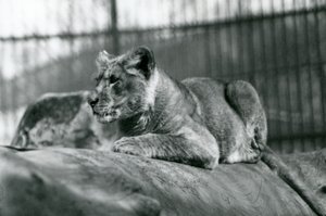 A Lion Cub, Born in the Menagerie in July 1923, London Zoo, July 1924 by Frederick William Bond