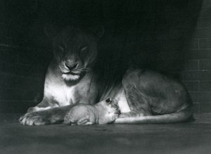 A Lioness and cub lying down in the shadow of the rear of their enclosure, London Zoo, October 1925