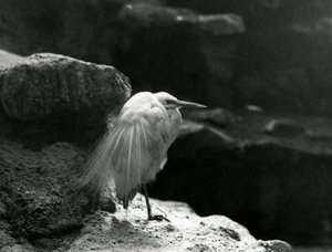 A Little Egret Resting Amongst Rocks at London Zoo in 1930 by Frederick William Bond