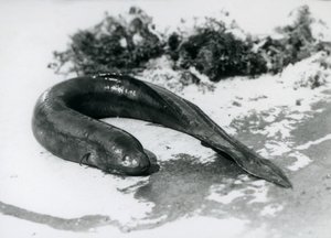 A Lungfish resting out of water at London Zoo in September 1928
