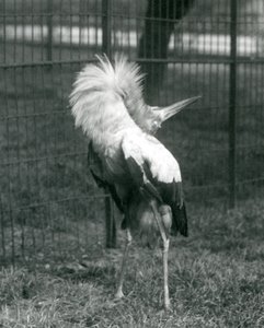 A Maguari Stork Performing the Up-Down Display, London Zoo, July 1925 by Frederick William Bond