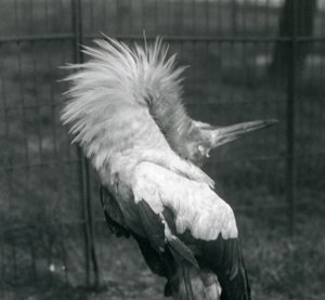 A Maguari Stork Performing the Up-Down Display, London Zoo, July 1925 by Frederick William Bond