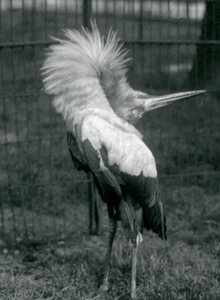 A Maguari Stork performing the up-down display, London Zoo, July 1925 by Frederick William Bond