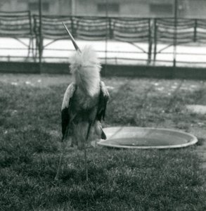 A Maguari Stork performing the up-down display, London Zoo, July 1925 by Frederick William Bond