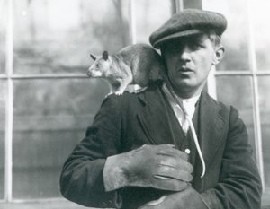 A Malagasy Giant Rat sits on the shoulder of its keeper, London Zoo, 1924 by Frederick William Bond