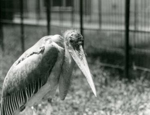 A Marabou Stork Standing in Its Enclosure at London Zoo in September 1928 by Frederick William Bond