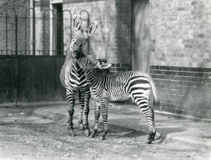 A Mountain Zebra and her foal at London Zoo in 1929 by Frederick William Bond