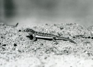 A Namib Sand Gecko/Web-footed Gecko Standing on Sand, London Zoo, September 1928 by Frederick William Bond